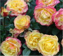 rose-type1