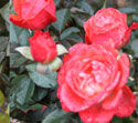 rose-type2