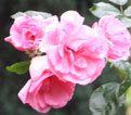 rose-type3