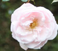 rose-type4