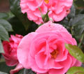 rose-type5